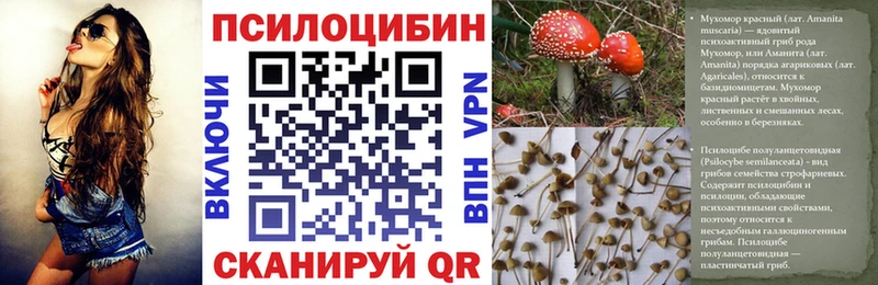 Галлюциногенные грибы Psilocybe Новая Ладога